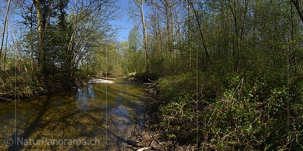 P019552: Panoramafoto Wasserlauf in Auenlandschaft