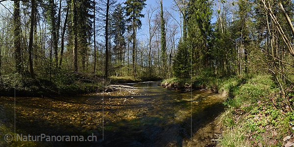 P019556: Panoramafoto Bach in Auenlandschaft