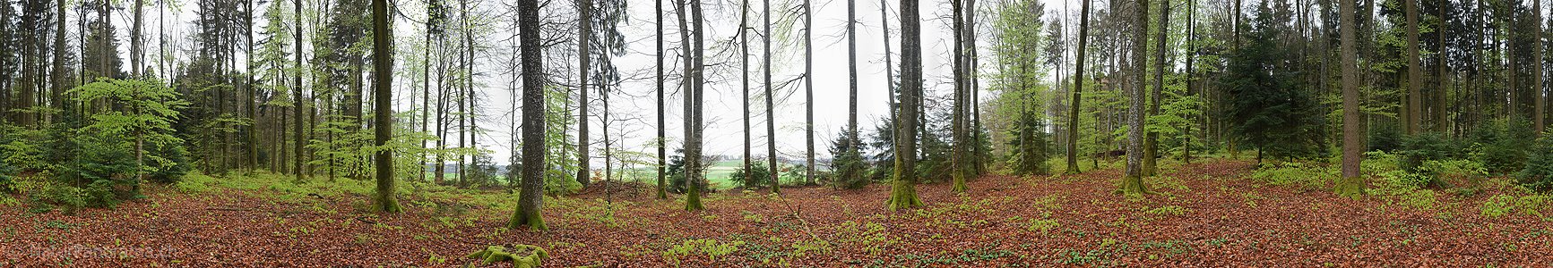 P019581: 360° Panoramafoto Im Frühlingswald
