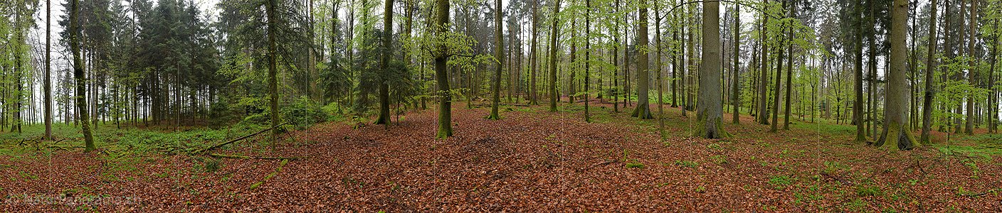 P019584: 360° Panoramafoto Frühlingswald