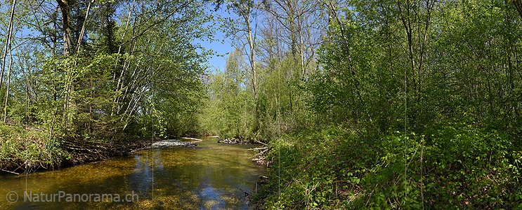 P019613a: Panoramafoto Wasserlauf im frühlingshaften Auenwald