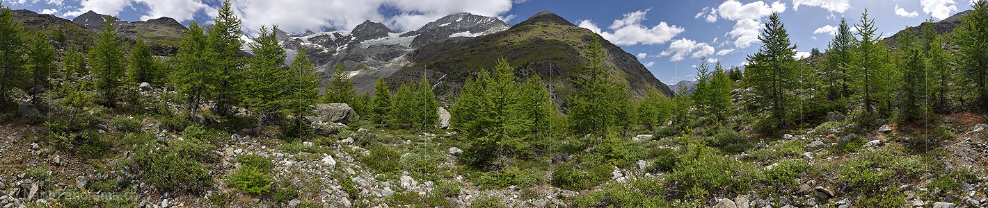 P020104: 360° Panoramafoto Lichter, junger Lärchenwald in Berglandschaft