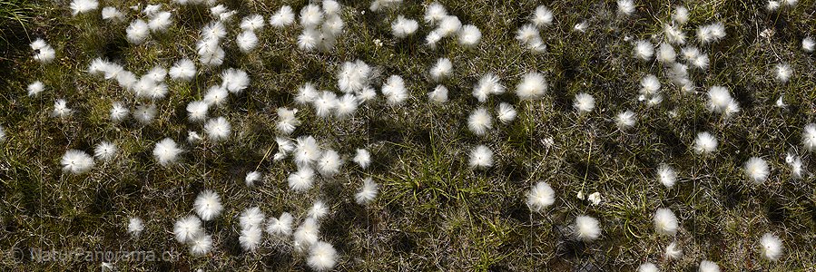 P020256: Panoramafoto Blühendes Wollgras