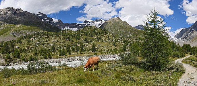P020347a: Panorama photo Cow on alpine pasture