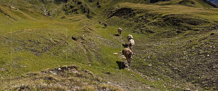 P020411: Panorama photo Cows explore alpine pasture