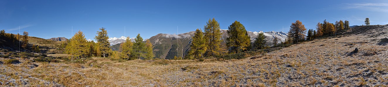 P020662: Panoramafoto Goldgelbe Lärchen in Berglandschaft
