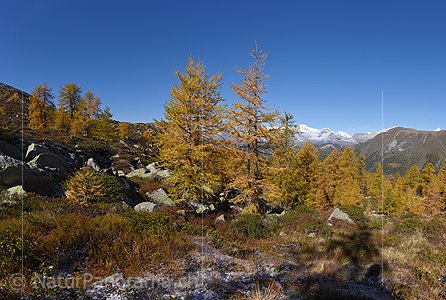 P020673: Grossbild Goldgelb gefärbte Lärchen
