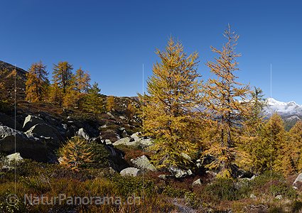 P020673a: Grossfoto Goldgelb gefärbte Lärchen