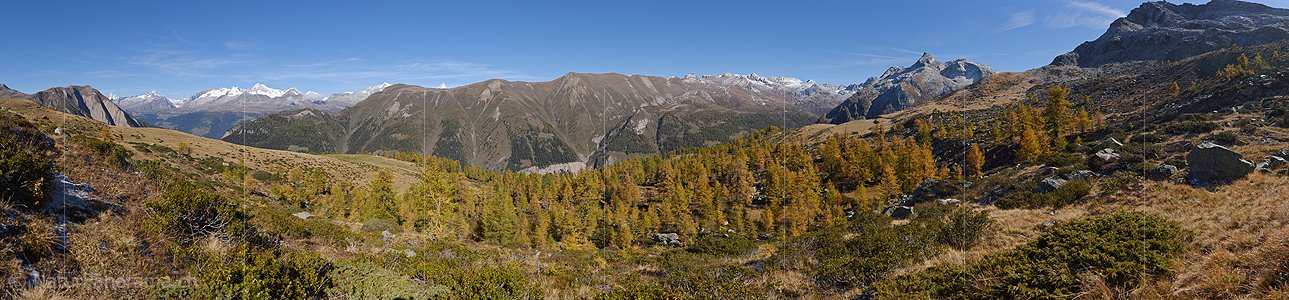 P020676: Grosses Panoramafoto Goldgelb gefärbter Lärchenwald in Berglandschaft
