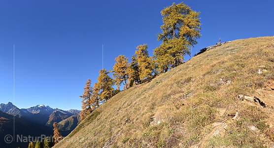 P020681: Hochaufgelöstes Foto Herbstlich gefärbte Lärchen