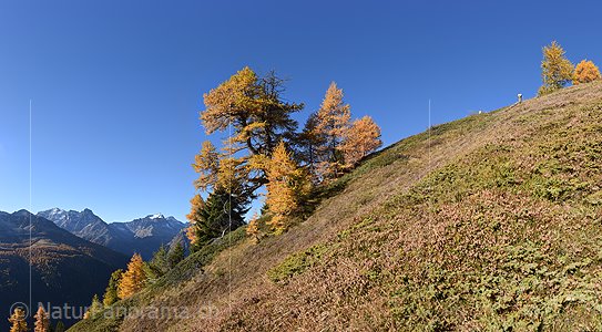 P020684: Hochaufgelöstes Foto Herbstlich gefärbte Lärchen