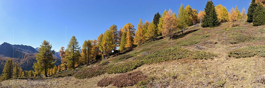 P020686: Panoramic photo Row of autumnal colored larches