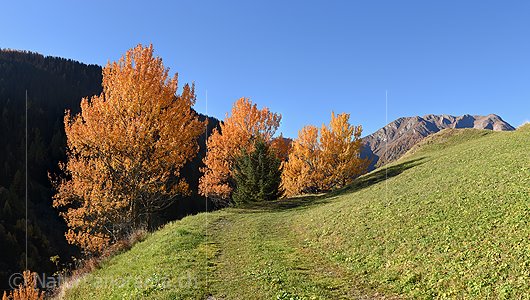 P020702a: Hochaufgelöstes Foto von herbstlich gefärbten Zitterpappeln (Espen)