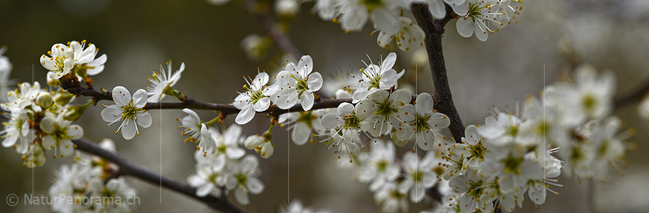 P021003: Panoramafoto Weissdorn