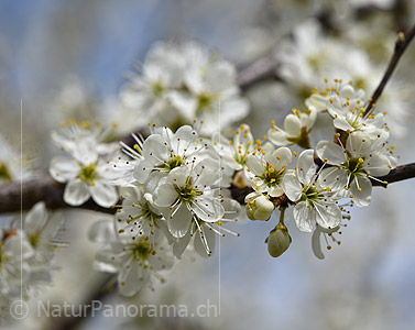 P021009: Grossfoto Weisse Blüten