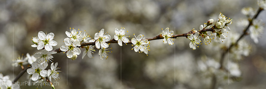 P021011: Panoramafoto Feiner Ast mit zahlreichen weissen Blüten