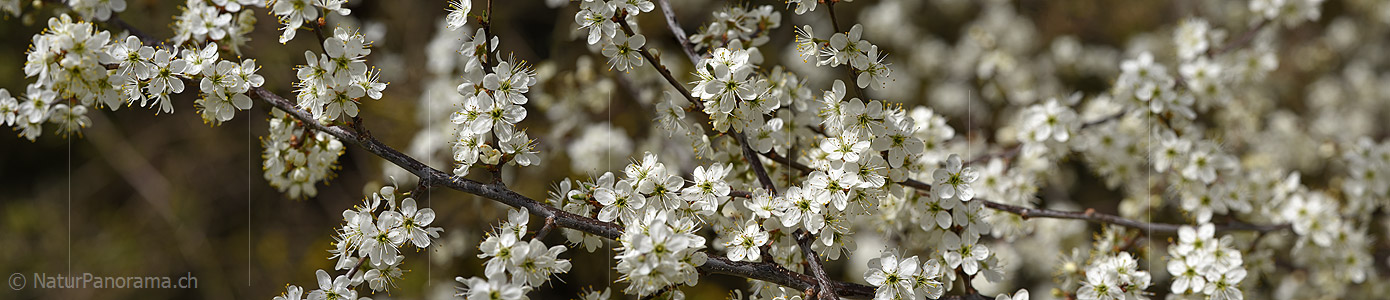 P021015: Panoramafoto Blütenzweig