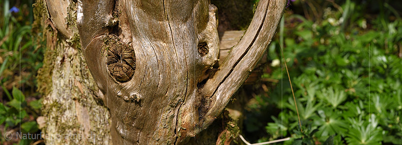 P021018: Panoramafoto Stamm des Schwarzen Holunder