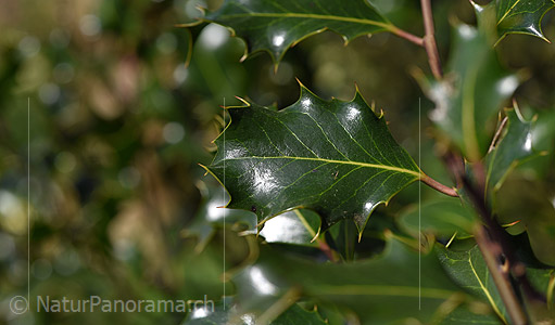 P021021: Grossfoto Blatt einer Stechpalme