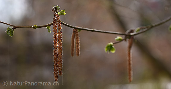 P021024: Panoramafoto Männliche Blütenstände (Kätzchen) der Hasel