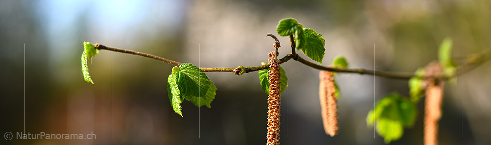 P021081: Panoramafoto Hasel