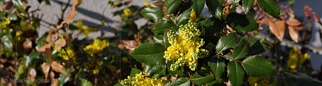 P021089: Panoramafoto Stechpalme