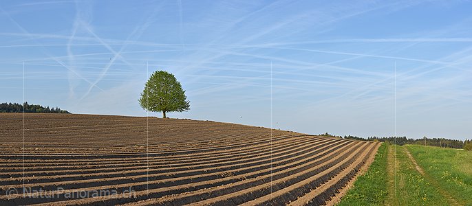 P021137: Panoramafoto Linde in Acker