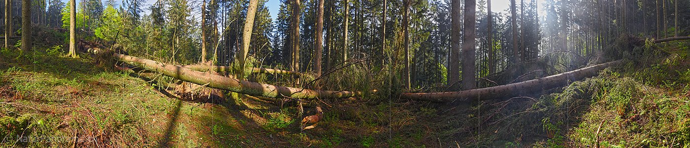 P021241: Panoramafoto Sturmschäden im Wald