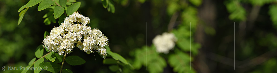 P021252: Panoramafoto Blüte der Vogelbeere