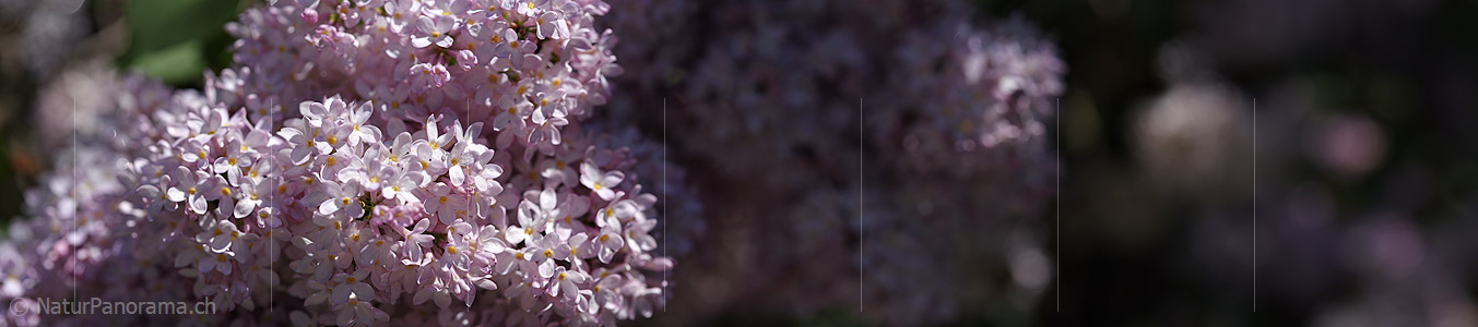 P021253: Panoramafoto Blüte des Flieders