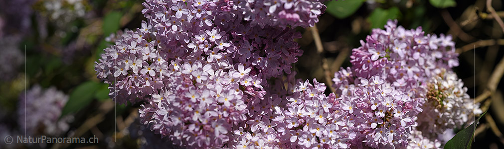 P021254: Panoramafoto Blüte des Flieders