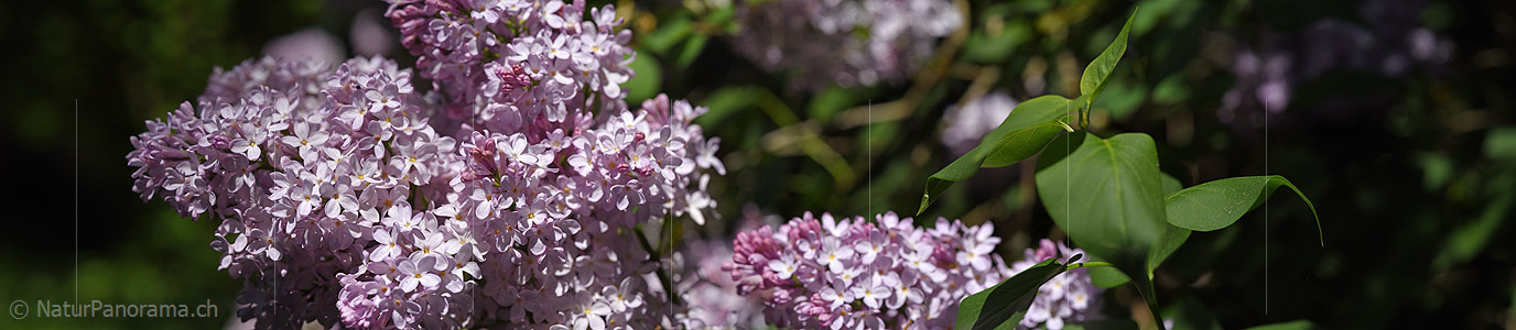 P021256: Panoramafoto Blüte des Flieders