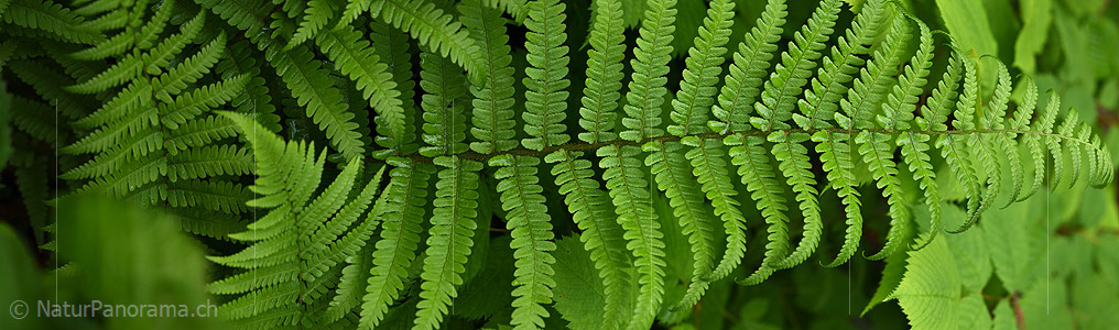 P021273: Panoramafoto Farn