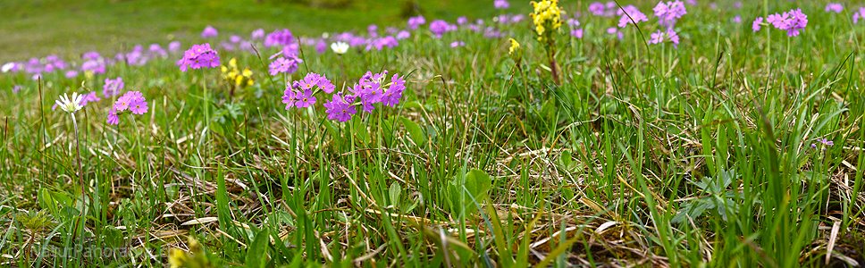 P021306: Panoramafoto Frühlingsblumen (Mehlprimel)