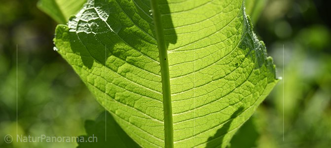 P021421: Panoramafoto Blatt der Wilden Karde (Dipsacus fullonum)