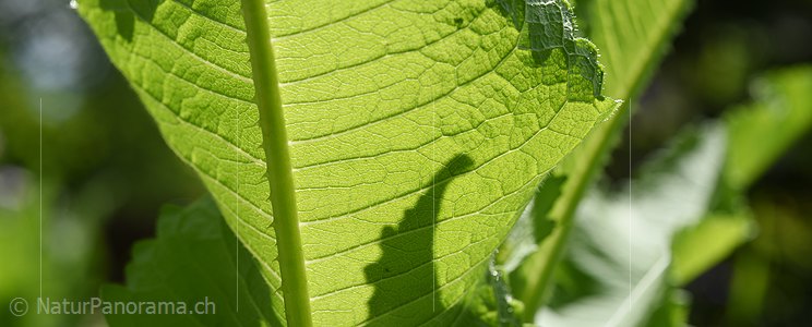 P021424: Panoramafoto Blatt der Wilden Karde (Dipsacus fullonum)