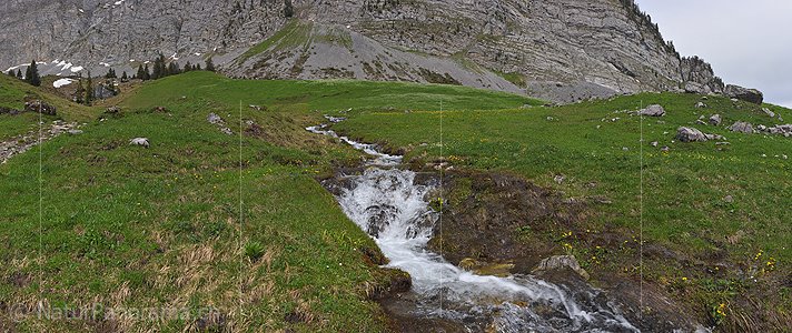 P021453: Panoramafoto Bergbach auf grüner Bergwiese