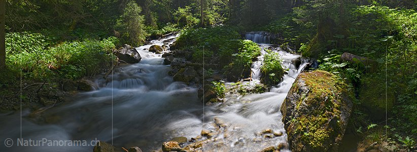 P021455a: Panoramabild Bergbach im lichten Wald