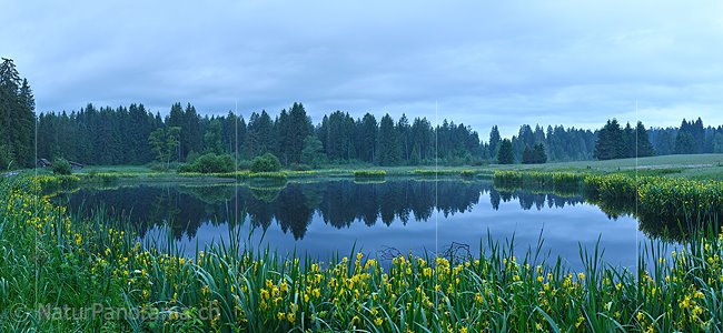 P021474a: Panoramafoto Moorsee mit Gürtel von blühenden Schwertlilien