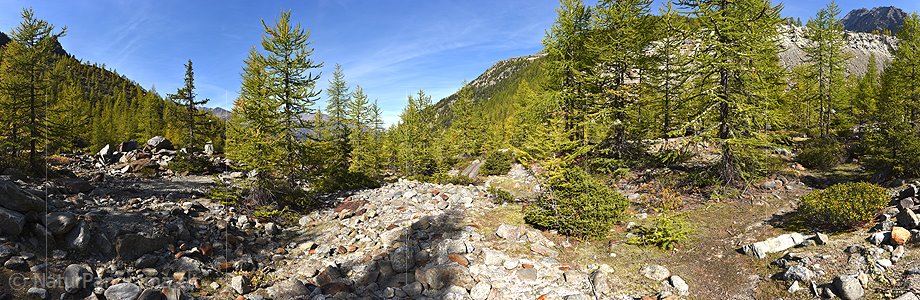 P022474: Grosses Panoramafoto Lichter Lärchenwald/Bergwald