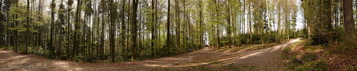 P022913a: Panoramafoto Weggabelung im Frühlingswald