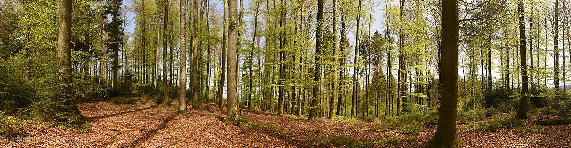 P022918: Grosses Panoramafoto Im Frühlingswald