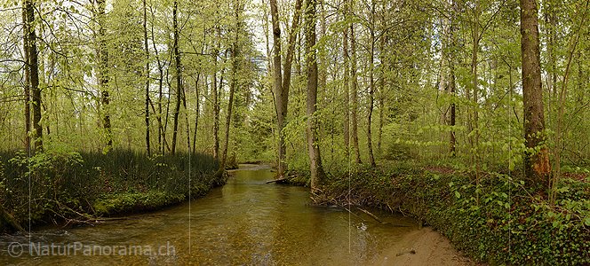 P022962: Panoramafoto Wasserlauf im Frühlingswald