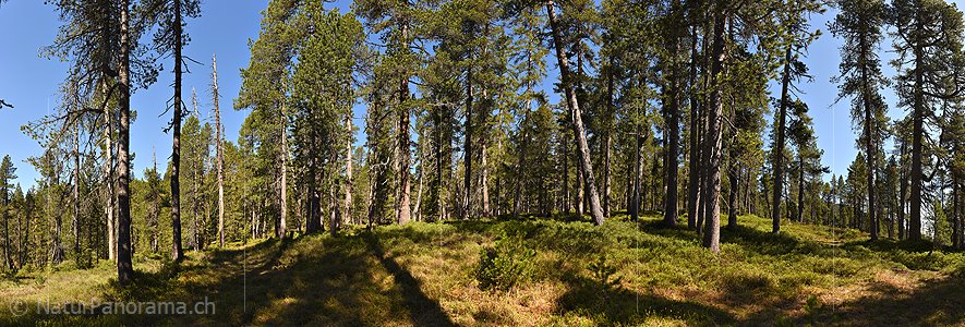 P023073: Grosses Panoramafoto Lichter Bergwald