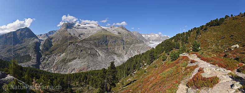 P023773: Panoramafoto Aletschwald