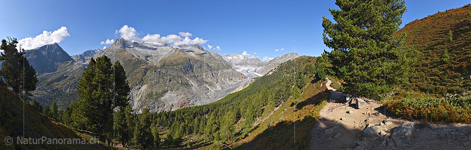 P023776: Gigapixel-Panoramafoto Aletschwald und Grosser Aletschgletscher