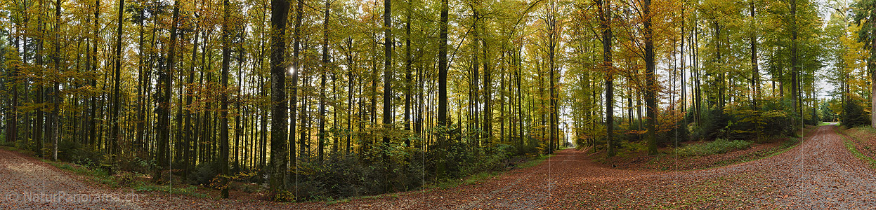 P023904: Large panorama Autumn forest