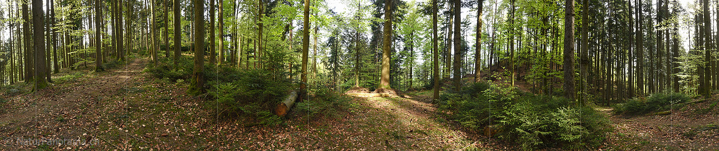 P024004: 360° Panorama spring forest