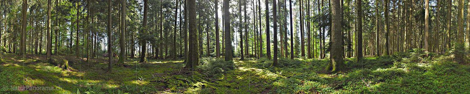 P024022: 360° panorama photo Refreshing spring morning in the forest (Moss forest)