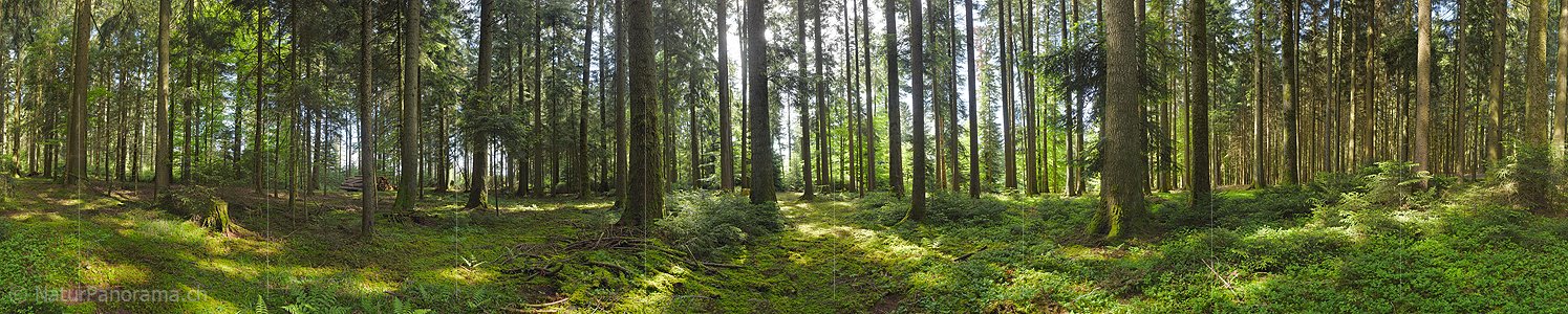 P024022a: 360° Panoramafoto Erfrischender Frühlingsmorgen im Wald